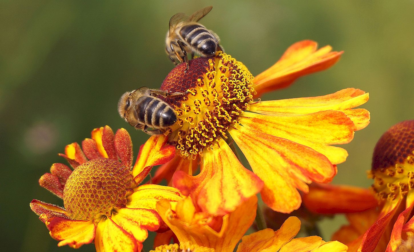 Día mundial de las abejas